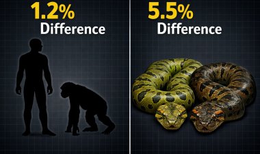 A New Giant Anaconda Species